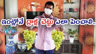 ఇంట్లోనే ద్రాక్ష సాగు | How to grow grapes at home | draksha chettu | Grapes cultivation in telugu