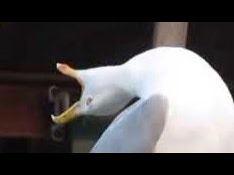 Seagull Scream Youtube