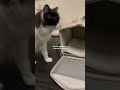 Setting up my new cat carrier!