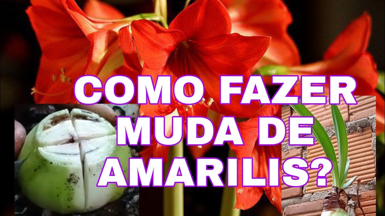 COMO FAZER MUDAS DA AMARILIS? FAÇA 4MUDAS DE AMARILIS COM APENAS UMA PLANTA