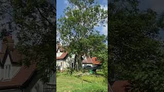Ash Totem #stihl #chainsaw #tree #ash #totempole