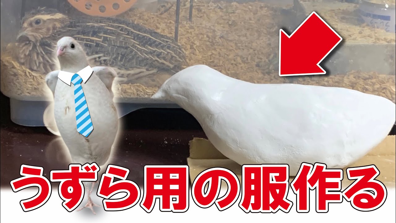 Quail] Making a One-of-a-Kind Quail Outfit!! [Harness/Leash/For