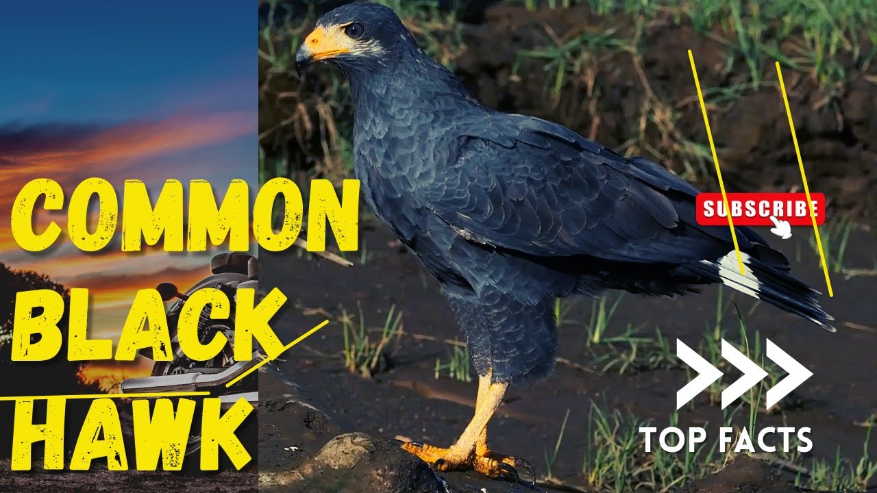common black hawk facts 🦅 YouTube