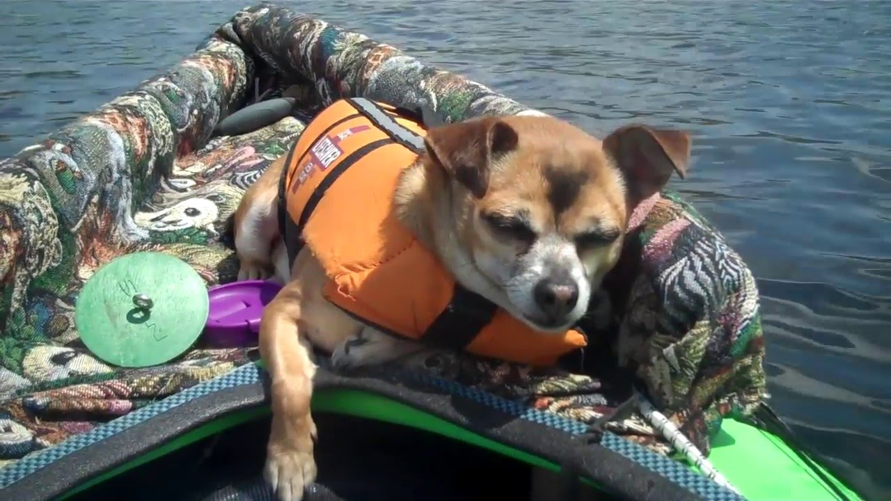 DIY Kayak with a dog Tip YouTube