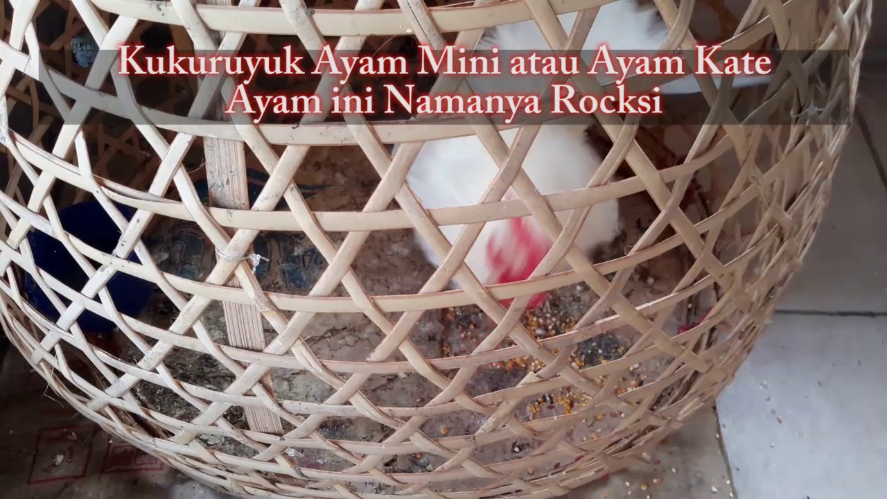 Kukuruyuk Ayam Mini atau Ayam Kate Ayam ini Namanya Rocksi 