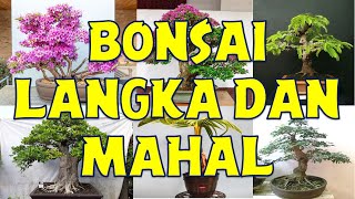 10 Jenis Pohon Bonsai Langka dan Berharga