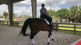British Dressage test intro C 2016.