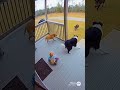Two Dogs Protect Baby From Wild Boar #Shorts #youtubeshorts #crazyvideo #wildanimals #wildboar #dogs