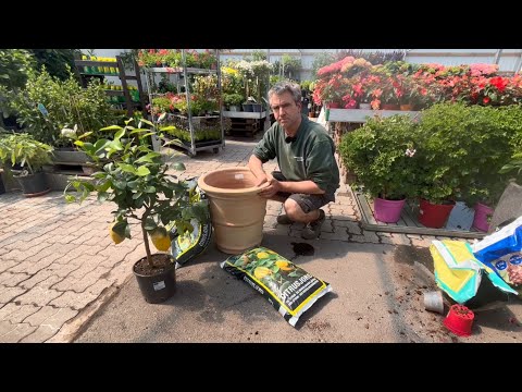 Video: Hvordan dyrker du et røykbusketre?