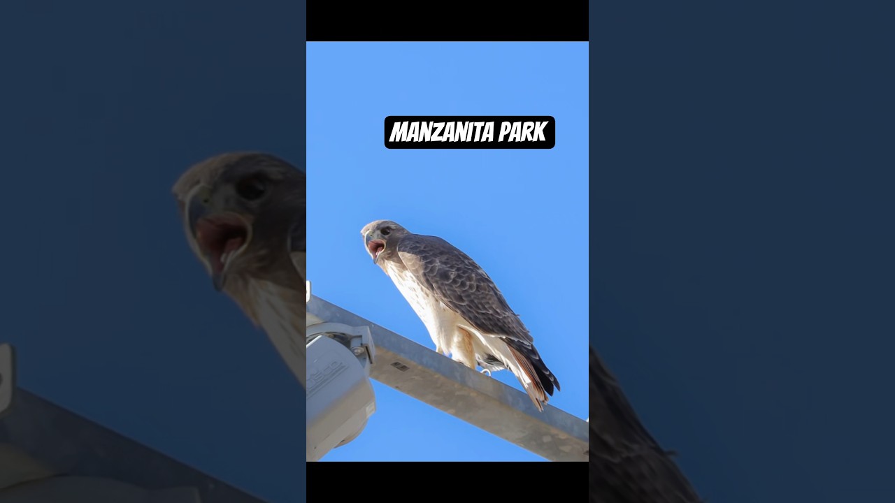 Huge red tailed hawk at manzanita park Tucson AZ 