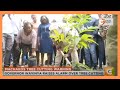 Governor Wavinya raises alarm pver tree cutting in Machakos