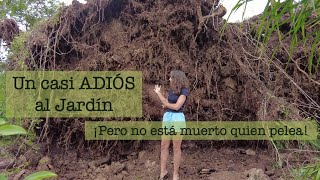 ¡Pasó un TORNADO en el Jardín! by Mi Jardin en el Desierto 23,175 views 3 months ago 14 minutes, 42 seconds