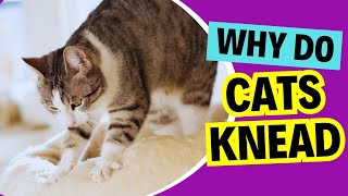 🐱 5 Shocking Reasons Your Cat Kneads You! 😱