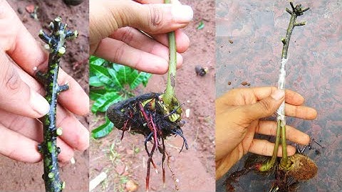 Double Stone Grafting, Mango Grafting techniques #grafting