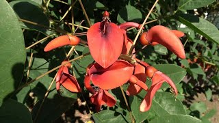 A Large Erythrina in full soil, in the Netherlands