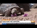 Sonoran Desert Tortoise encounters with cars pose a threat