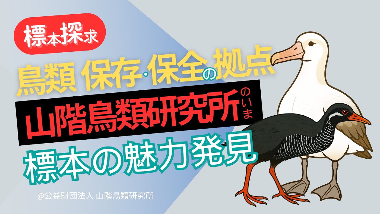 標本ナビ】鳥類 保存・保全の拠点 #山階鳥類研究所 のいま 標本の魅力