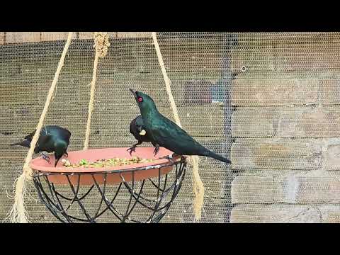 Philippine glossy starling / Aplonis panayensis