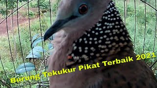 Suara Burung Tekukur Denak Padu Juara / Burung Tekukur Pikat Terbaik 2021