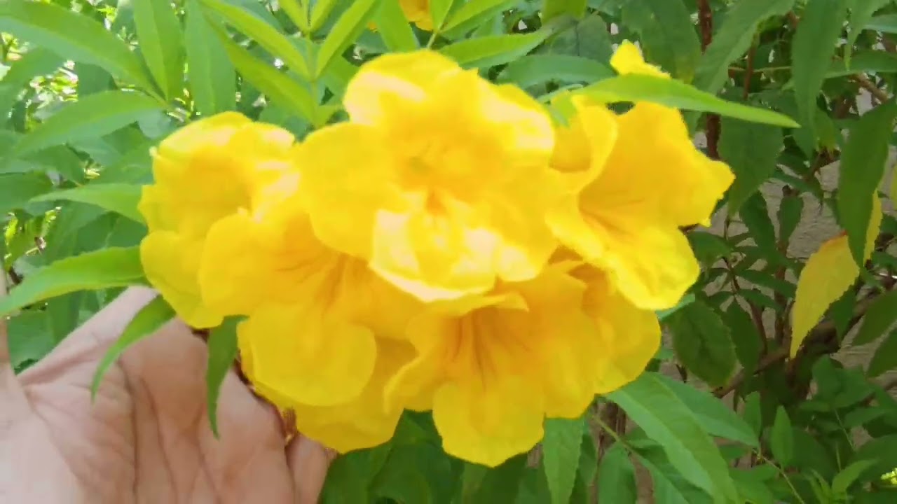 Beautiful Yellow Flowers 💛🌼🌿
