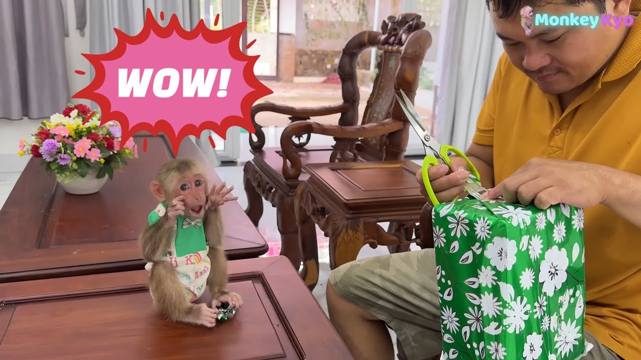 Baby monkey Kyo and her Dad were surprised when Dad received a Big gift