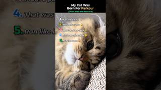 Funny Cat Parkour Moments 😂#catparkour #catshorts