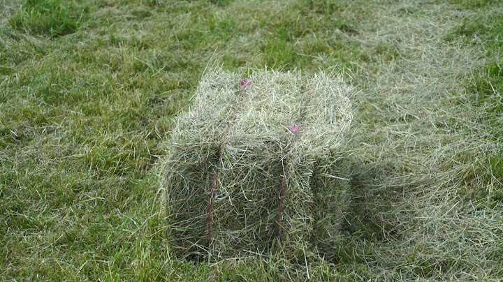 Baling  hay with 36 year old John Deere 342A baler. Surplus pasture grass