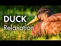 Tranquil Ducks A Relaxing Escape To Nature 