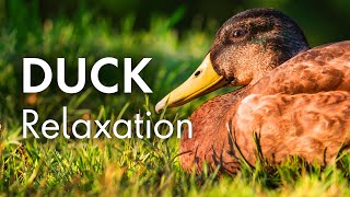 Tranquil Ducks: A Relaxing Escape to Nature screenshot 3