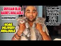 😍Premium quality Persian cat for sale 😸 Russian blue male &amp; female Avaliable| persian cat India 