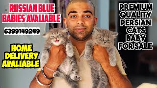 😍Premium quality Persian cat for sale 😸 Russian blue male &amp; female Avaliable| persian cat India 