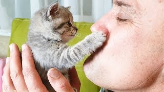 Kitten Street plays with dad