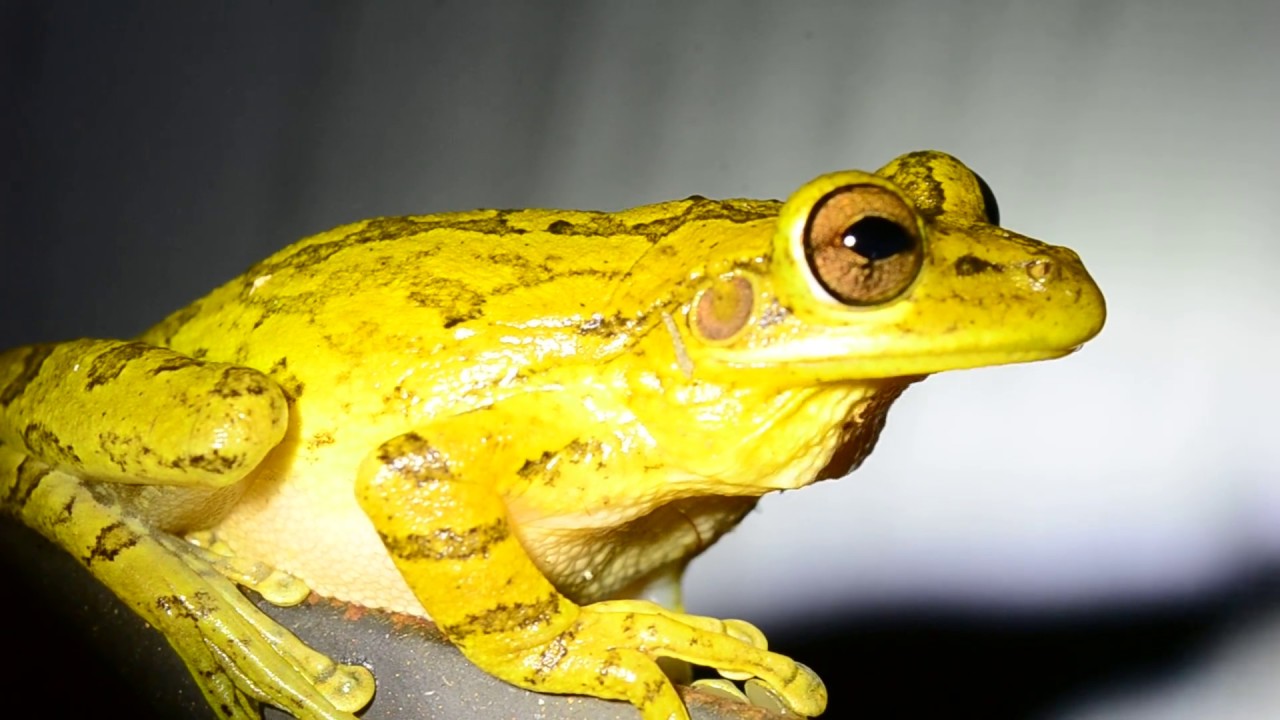 Close up Cuban Treefrog (Osteopilus septentrionalis)