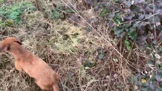 Bushing Rabbit With A Little Surprise