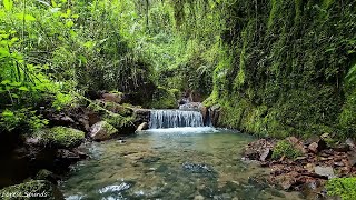 Morning forest sounds, magnificent birds chirping, beautiful bubbling water stream sound, ASMR 🍀