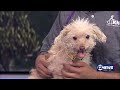 Pet Adoption Wednesday