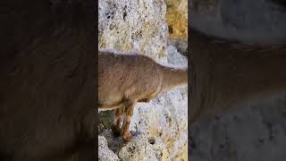 The flying goat Profile