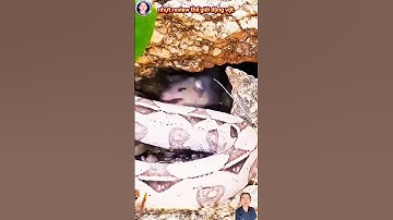 cảnh chuột và trăn đại chiến và cái kết thật bất ngờ #thegioidongvat #shortvideo #shosrts