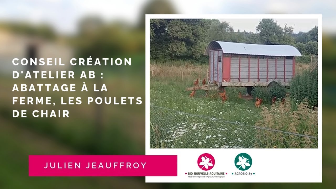 Atelier en AB : abattage à la ferme des poulets de chair