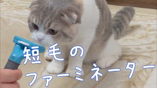 【換毛期】短毛の猫にファーミネーターを使ってみた反応【スコティッシュフォールド】【ScottishFold】【猫】