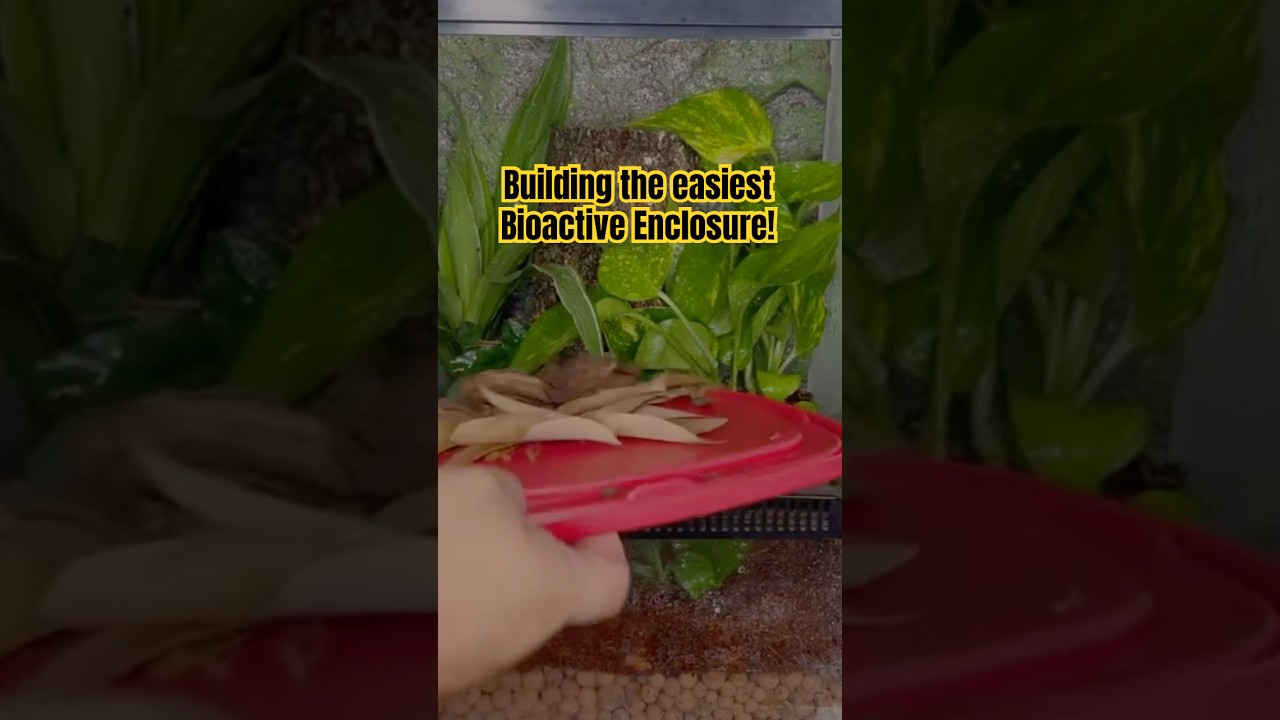 Super Easy Bioactive build!