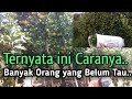 Cara bikin manis buah jeruk dengan bahan dapur