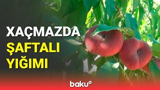 Xaçmazın Nərəcan Kəndində Şaftalı Yığımı