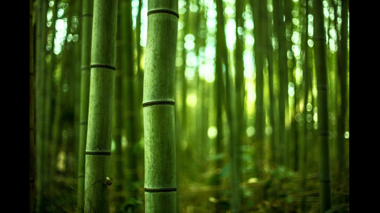 Gloria Bomfim - Bambueiro