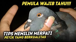 TIPS MEMILIH MERPATI PEYIK YANG BERKUALITAS JUARA‼️