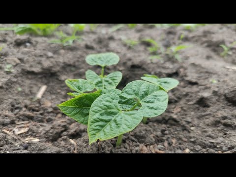 Video: Creșterea fasolei de tuf: Cum să plantezi fasole de tuf în grădină