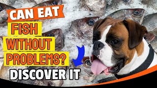 🐶🐟Can DOGS Eat FISH? The truth