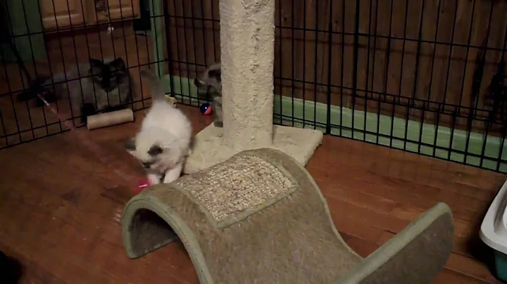 Watch the video about Seal mink & trad. ragdoll kittens-Cinnamon's 1st litter-6 wks.- 4/26/11
