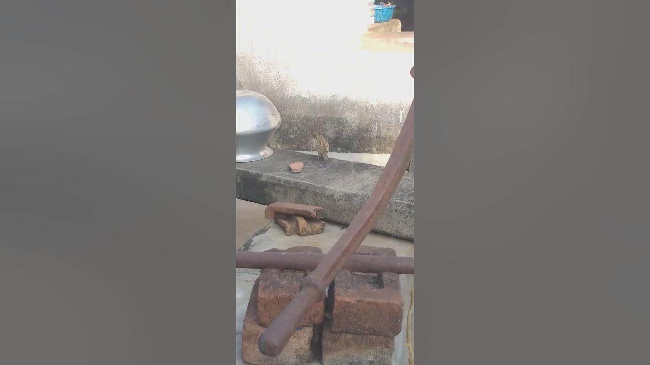 sparrow-making-nest-youtube
