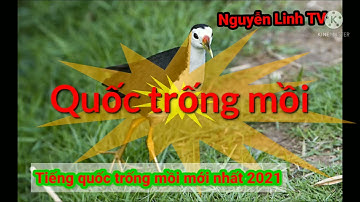 Tiếng quốc trống mồi mới nhất 2021/file bẫy quốc hiệu quả)#quốc#choè#NguyễnLinhTV